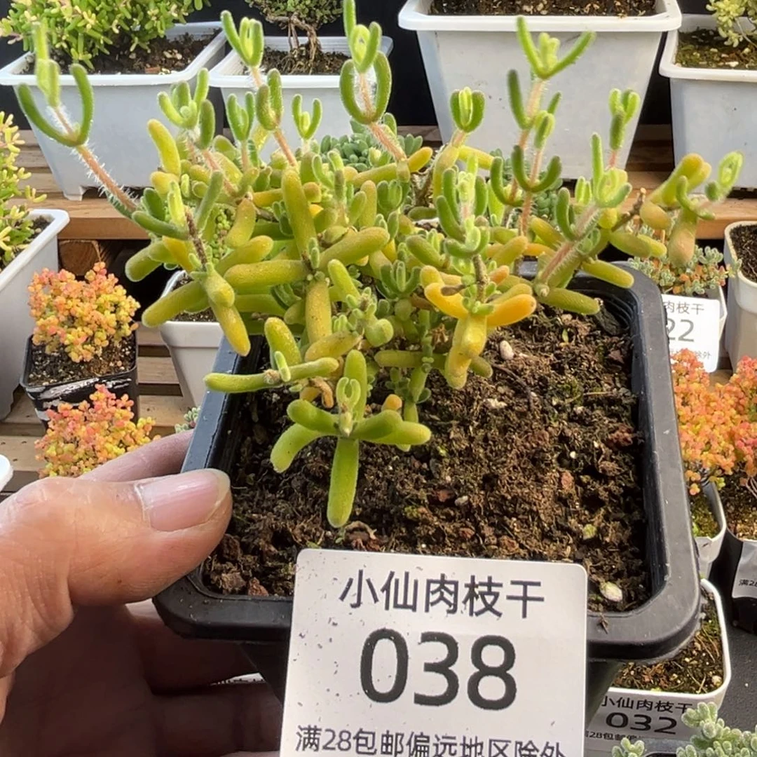 038枝干番杏钻石锦