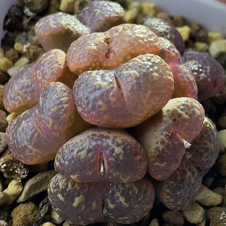 38号泡泡勋章一物一拍