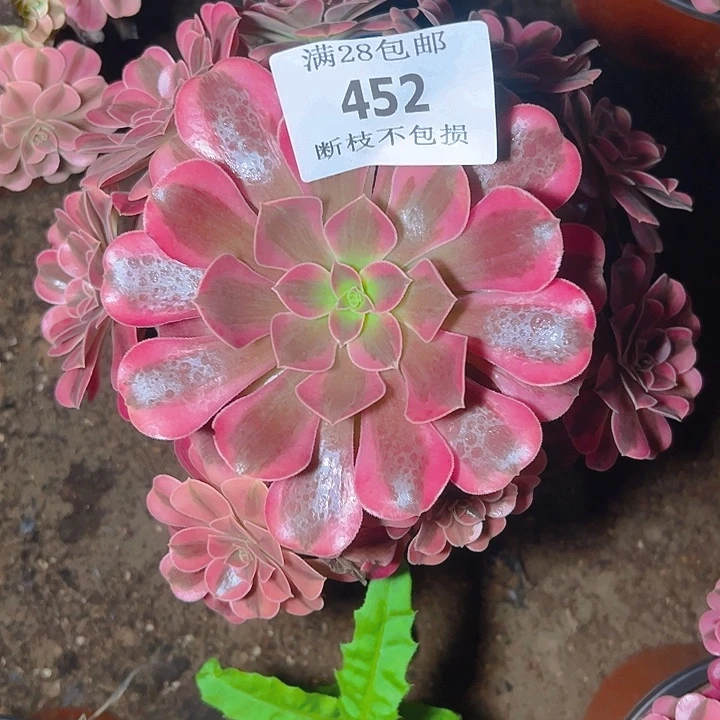 452美杜莎多肉植物
