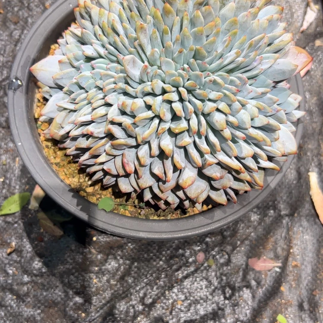 一***问多肉植物多肉植物