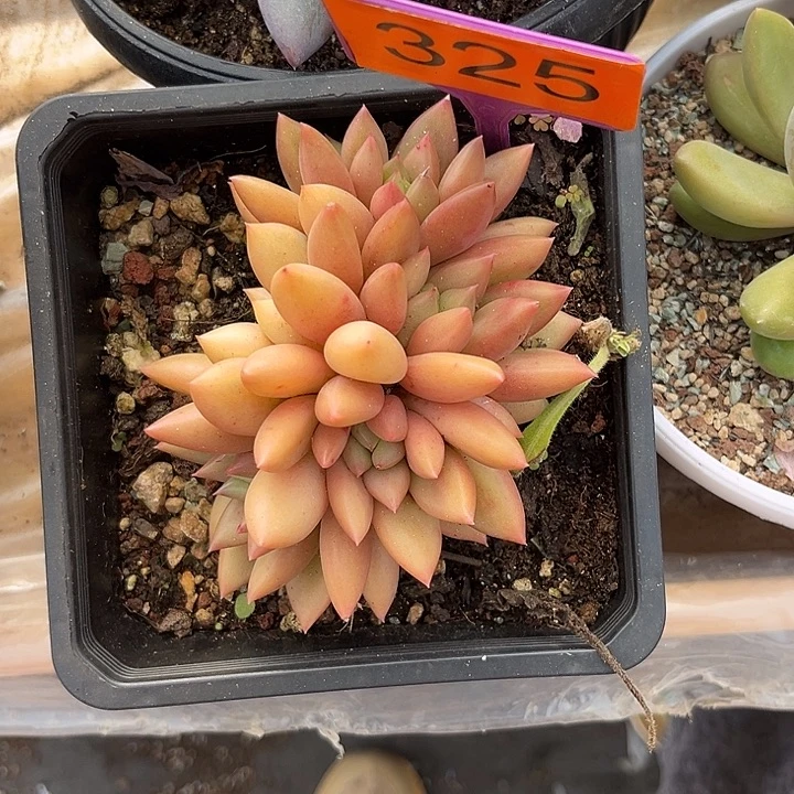 多肉植物米其林325