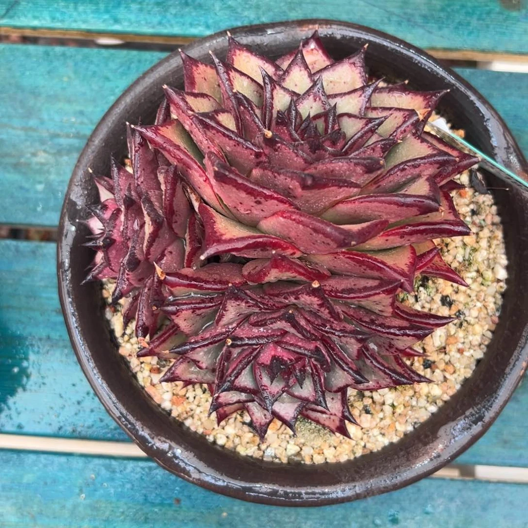 多肉一物一拍编号0126-183