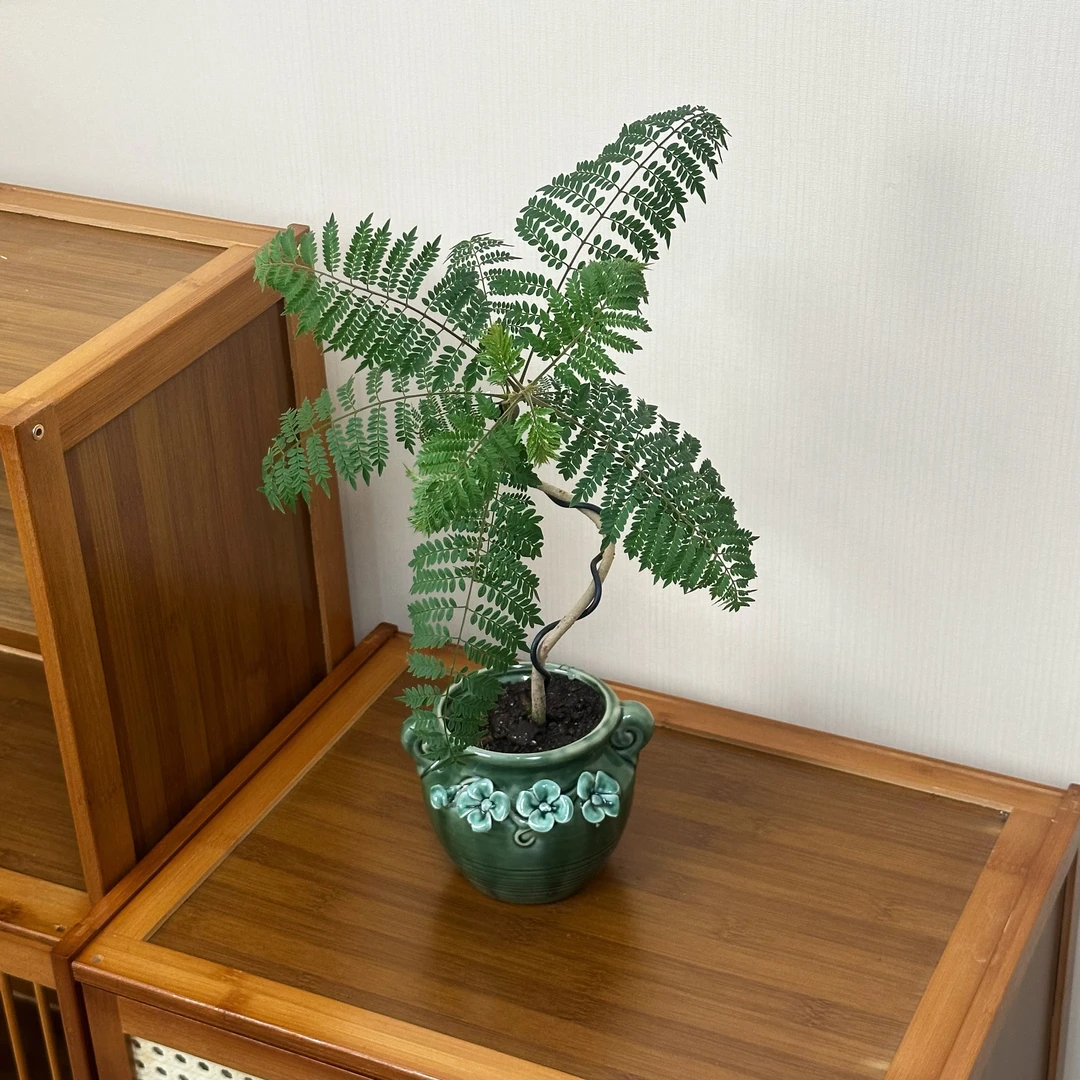 蓝花楹盆栽欧式ins绿植室内办公室阳台桌面花卉造型盆景网红绿植