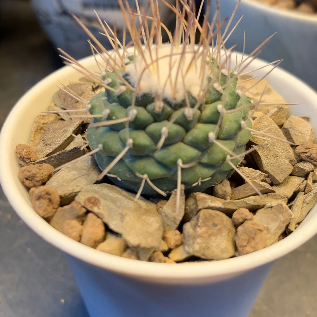 狂刺菊水实生一物一拍。