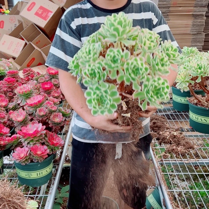 大颗白凤多肉法师