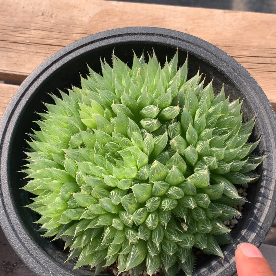 曲水群生超大一颗。  福利。  随机发货。