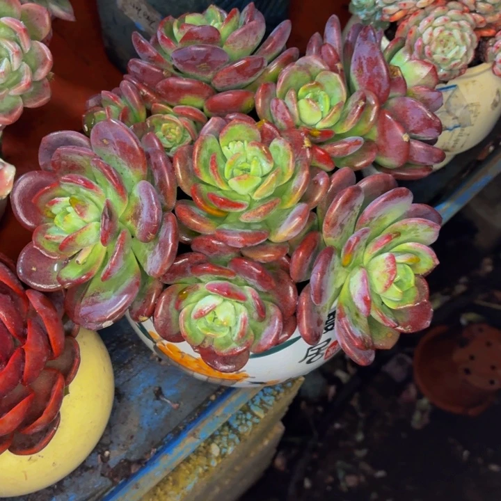 平***哥老桩精品肉肉拉萨