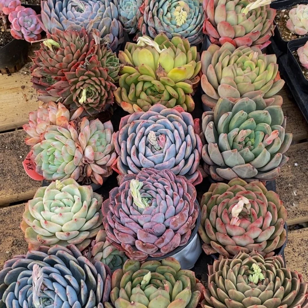 664的人生态度是如此