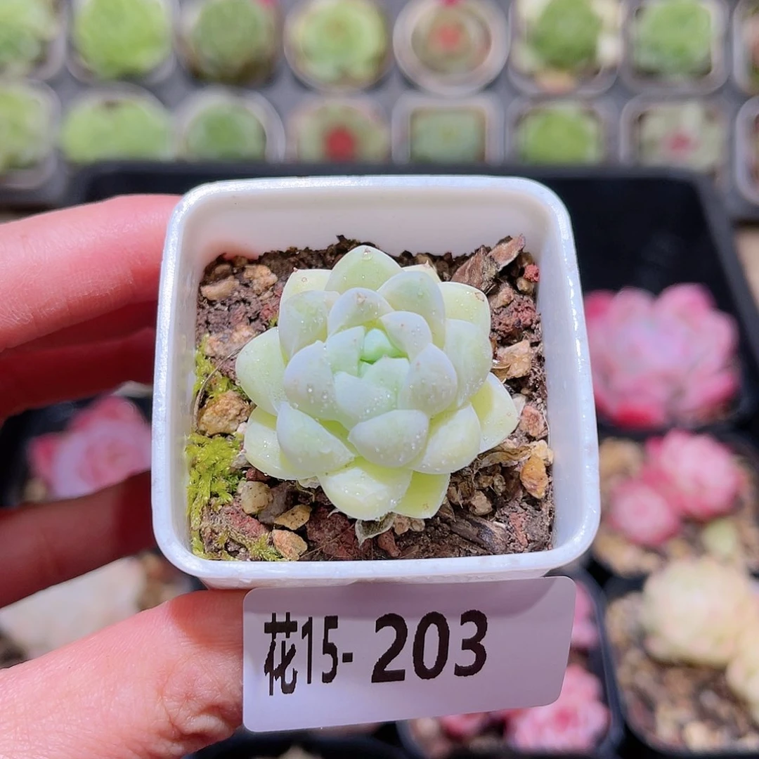 花利美15-203厚叶月影