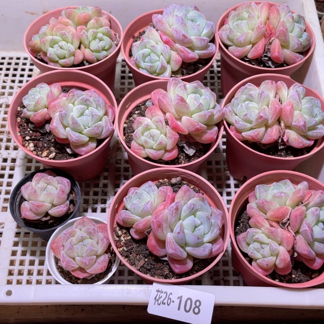 花利美26-108冰玉10颗