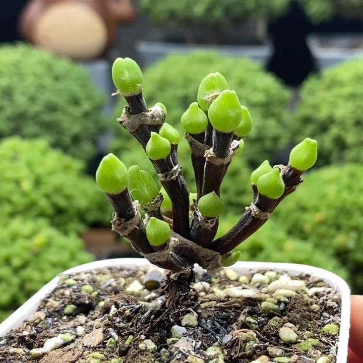 枝干兔子8137枝干番杏