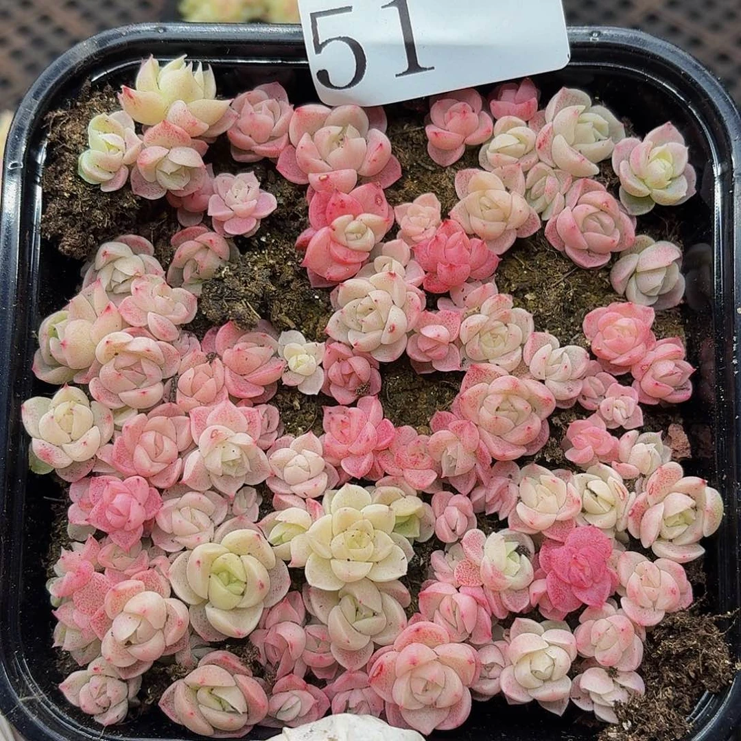 多肉植物多肉植物51