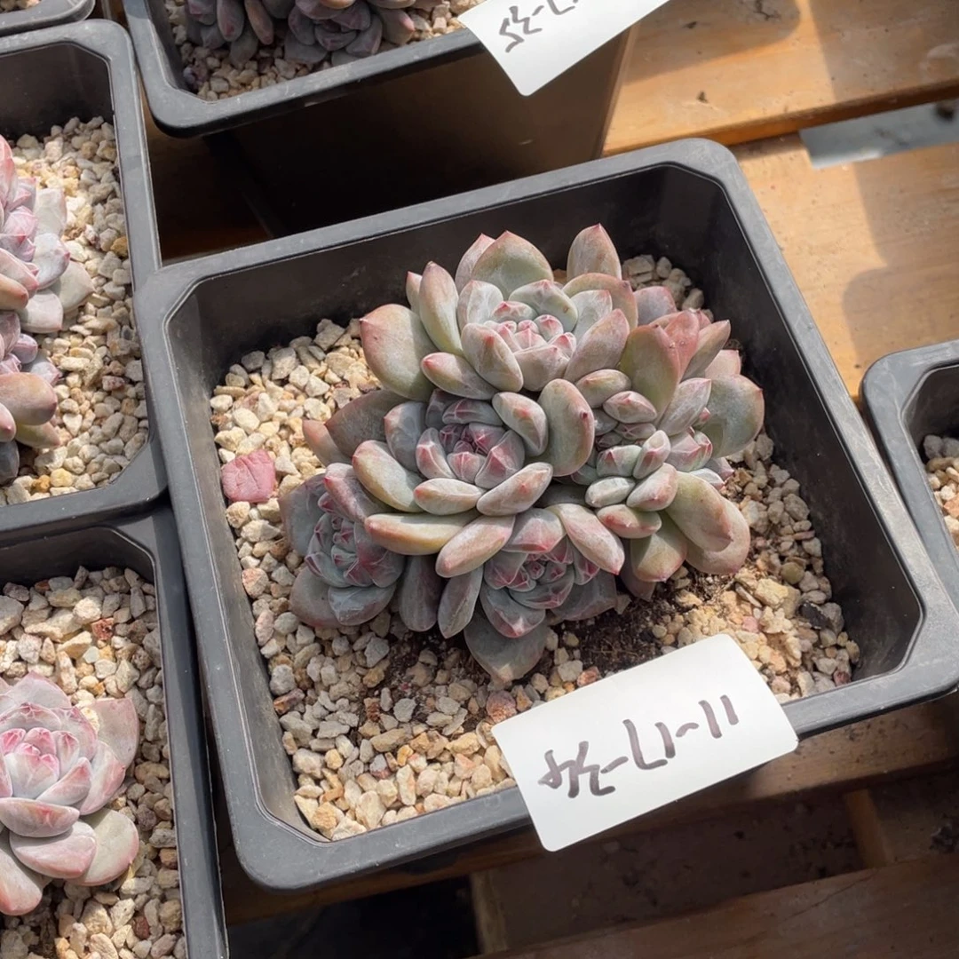 11-17-34静好多肉园艺