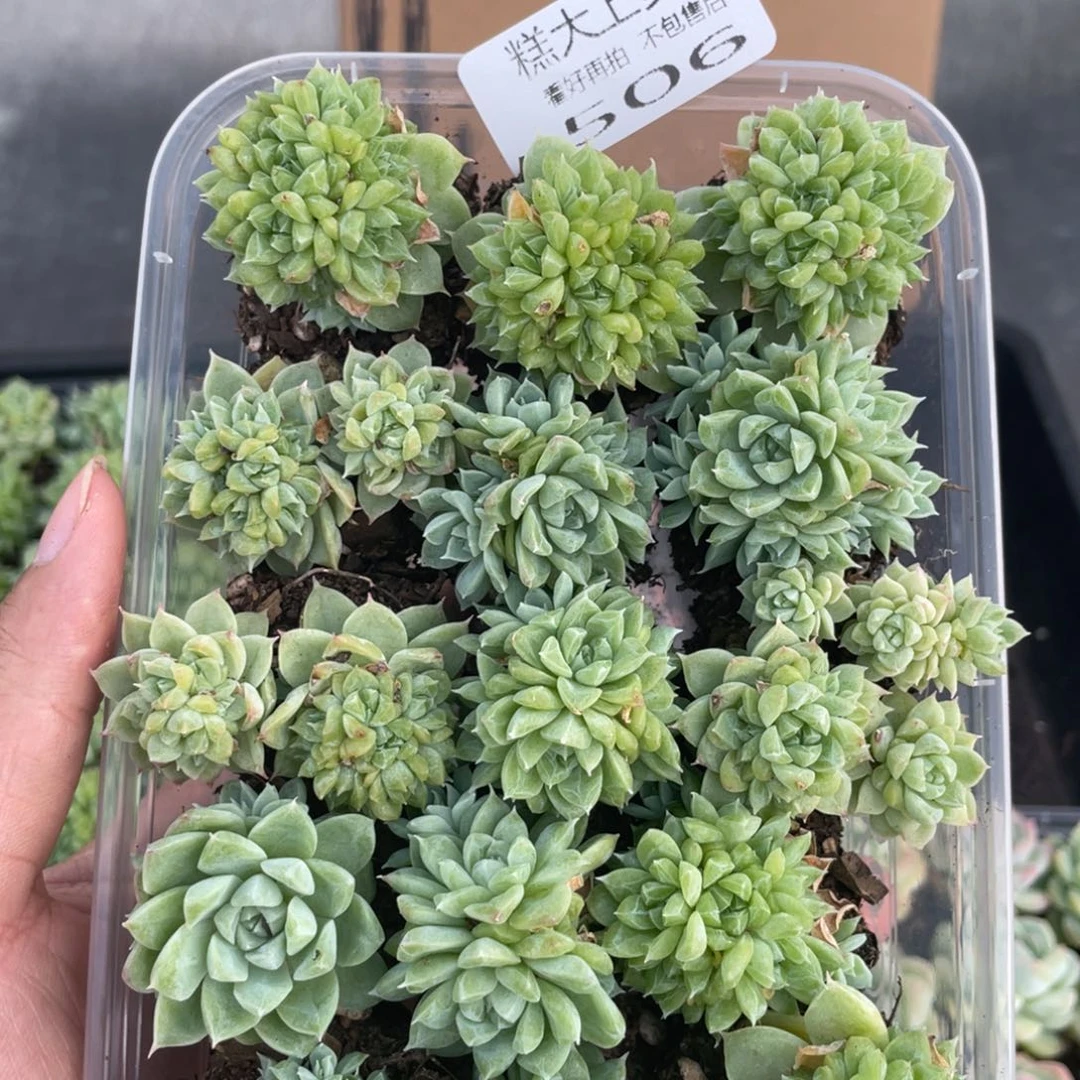 糕大上多肉植物506