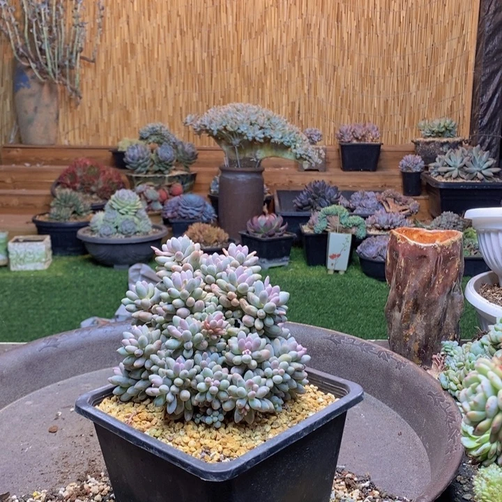 止***期86号婴儿手指多肉植物