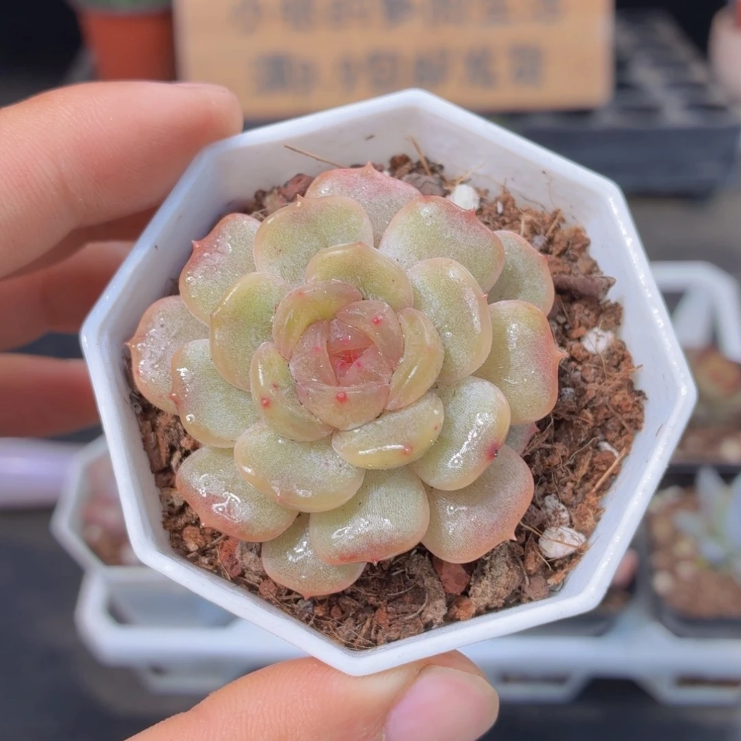 白色恋人多肉9.9包邮发货