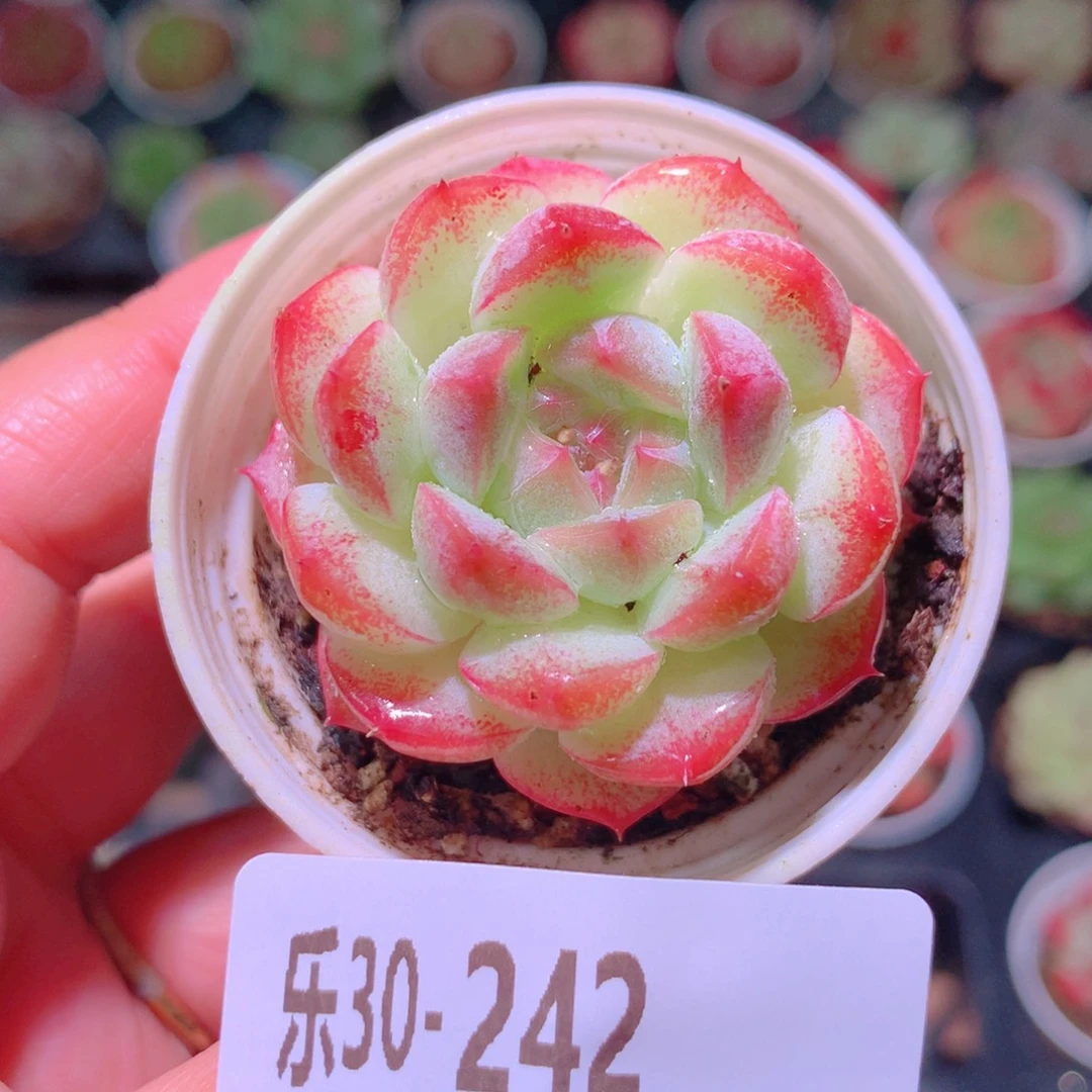 乐然30-242 新品