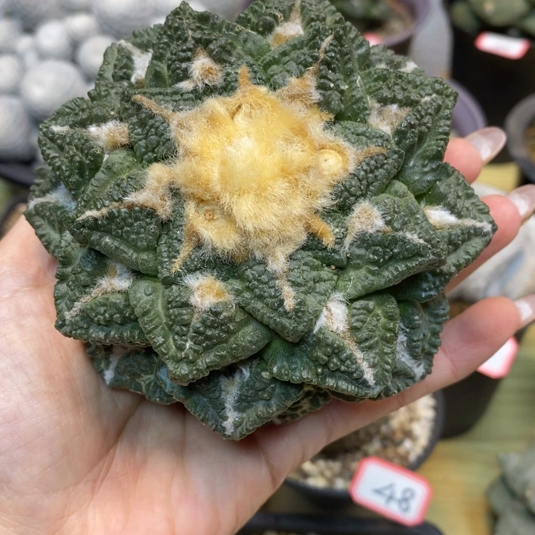 50号  苗接志贺龟甲岩牡丹10公分无根