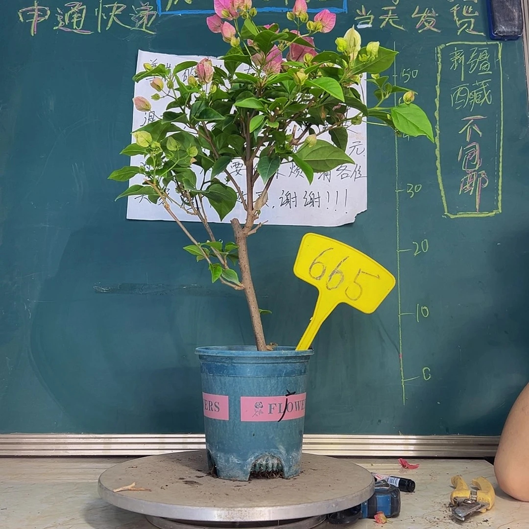 当前无花栽培后可以开花广红樱665