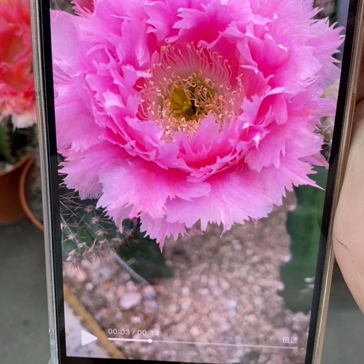 香香3号羽毛侧芽3公分左右