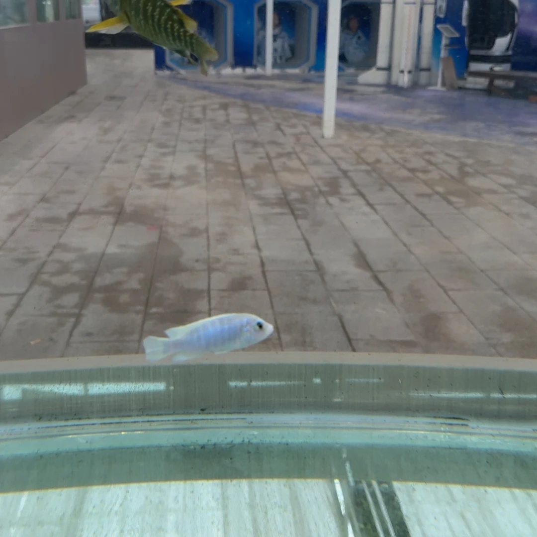 伯***1海水野白乔安王子。