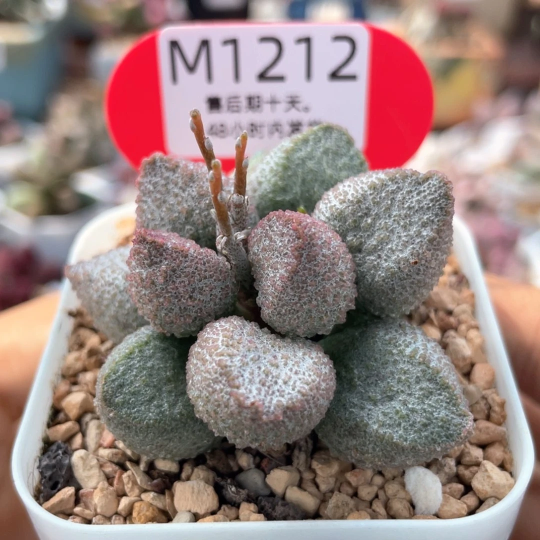 凯****）    福利。      1212。