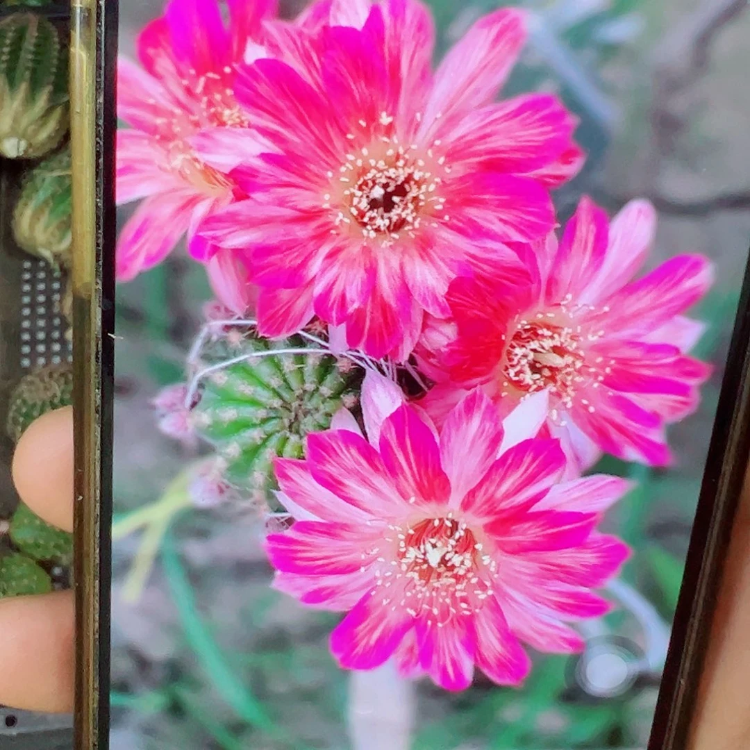 丽花曼多拉 侧芽0000