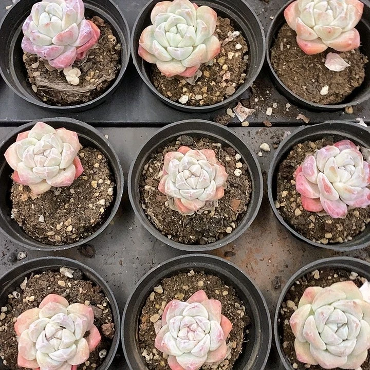 04冰玉单头 福利多多