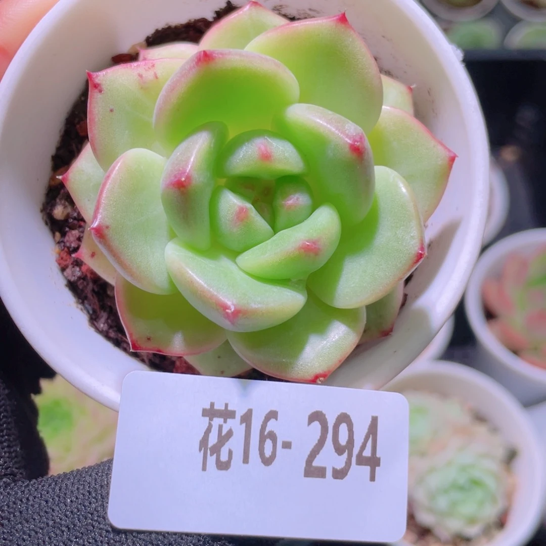 花利美16-294新品