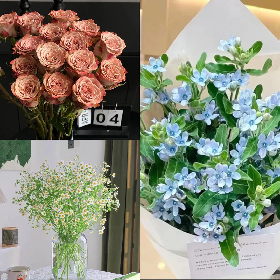 特价【鲜花次日达】卡布蓝星花洋甘菊组合（任意两单有送小礼品）