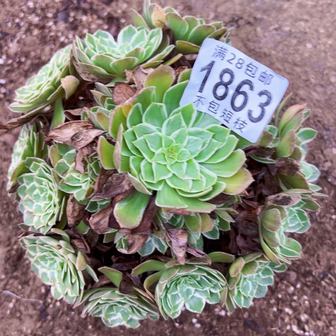 水蜜桃多肉植物法师1863