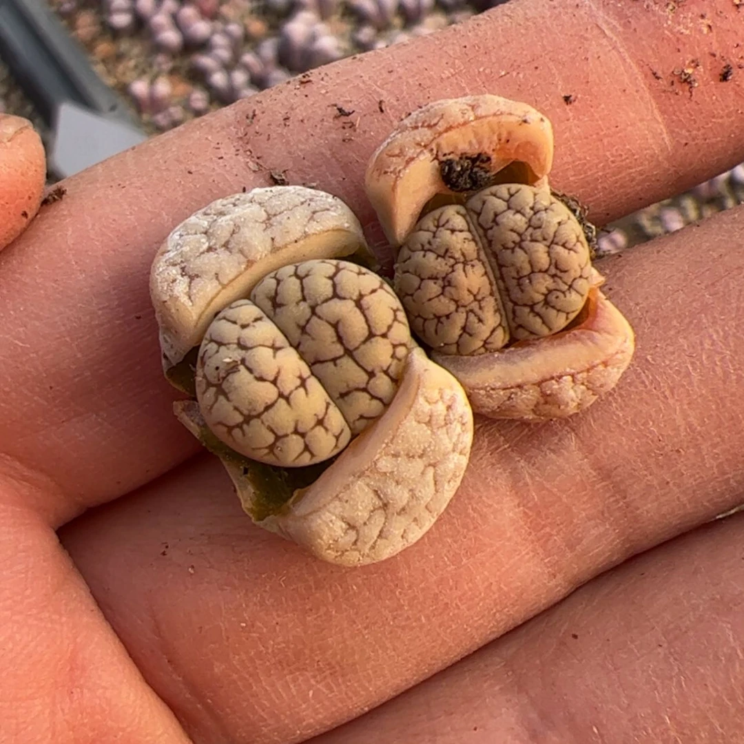 【闪购商品】000000002