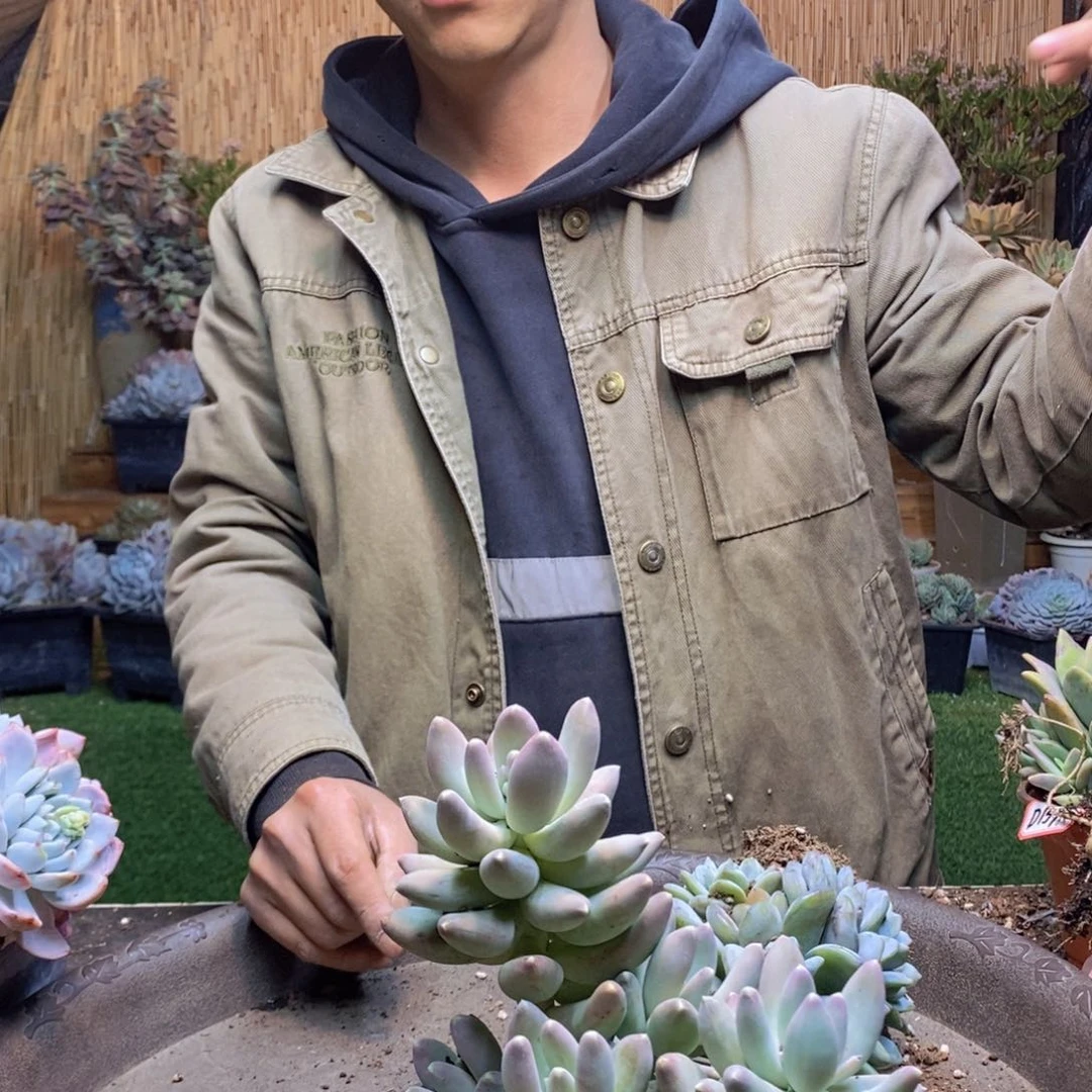 嘟*D183号松果美人