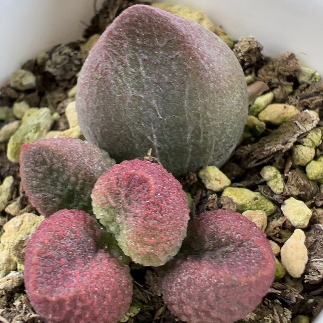 水蜜桃大苗多肉植物水泡