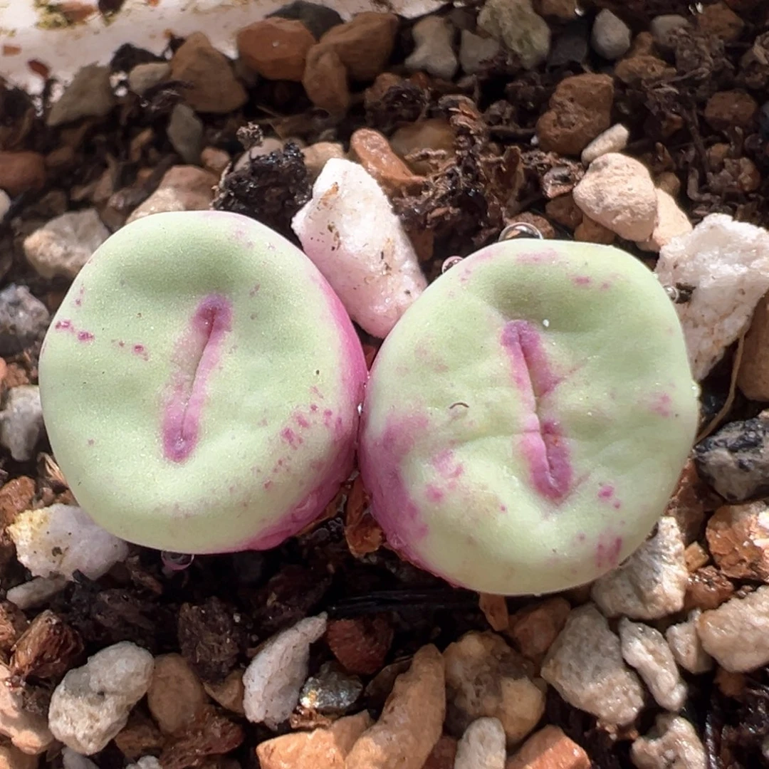 74多肉植物百科红嘴