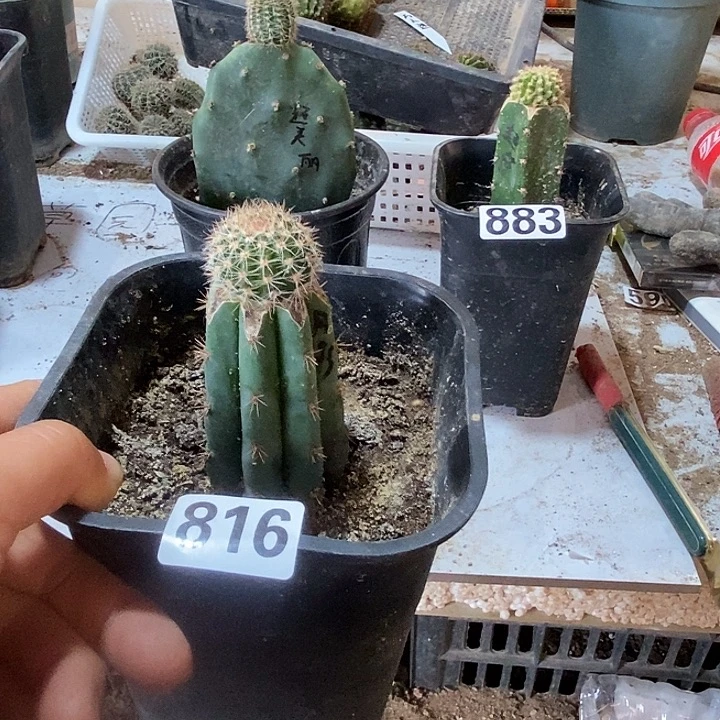 孙***青多闻柱嫁接月影816