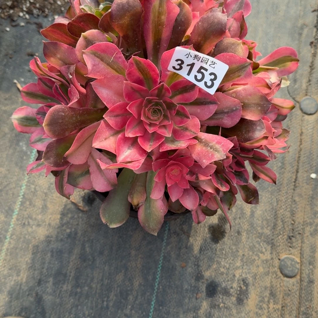 啊*粉女巫多肉植物3153