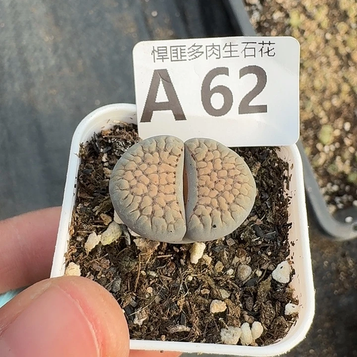 62多肉植物多肉植物