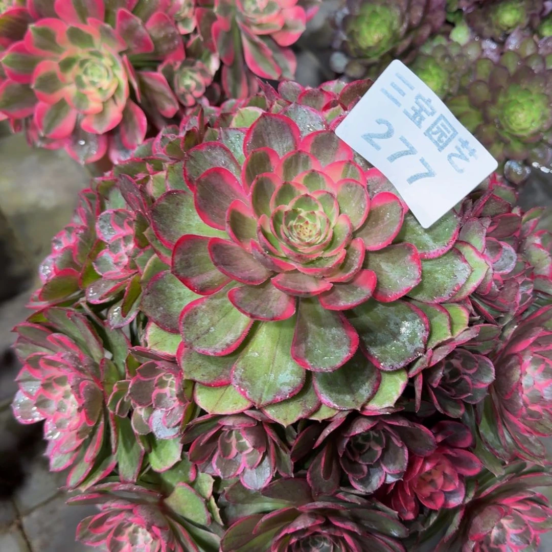 F****3多肉植物277粉花妖