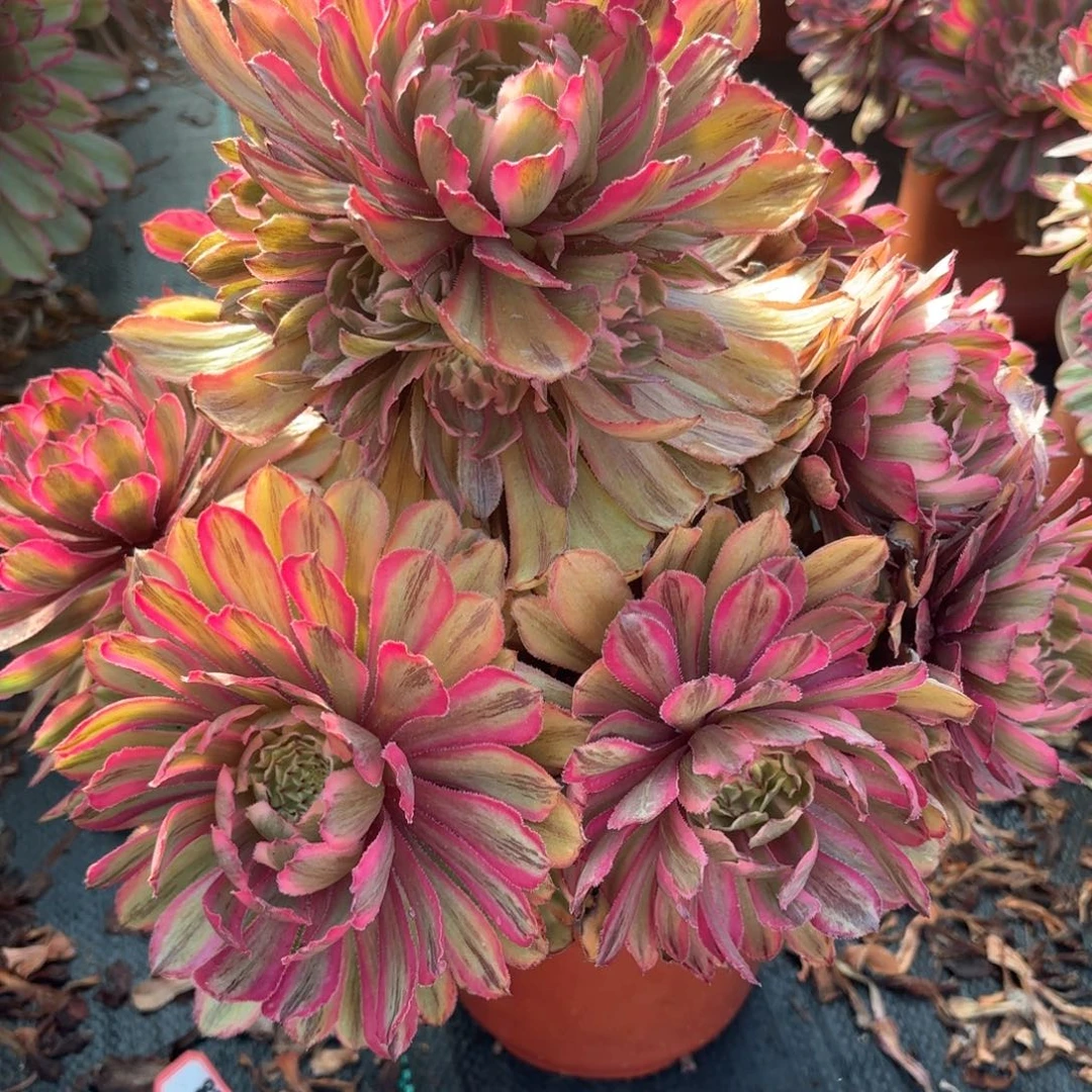 28黄花梨多肉植物