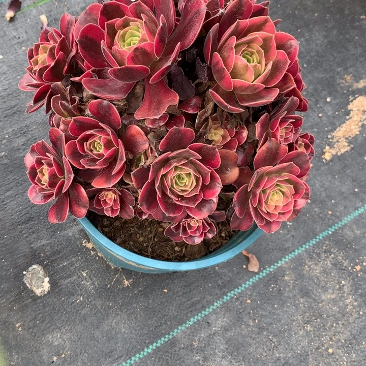 240蒙娜丽莎多肉特价不售后