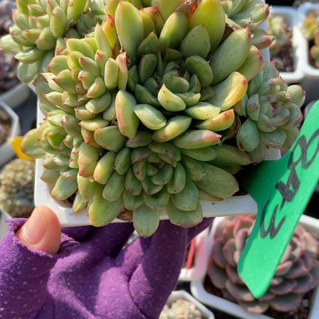 843冰天使锦多肉植物