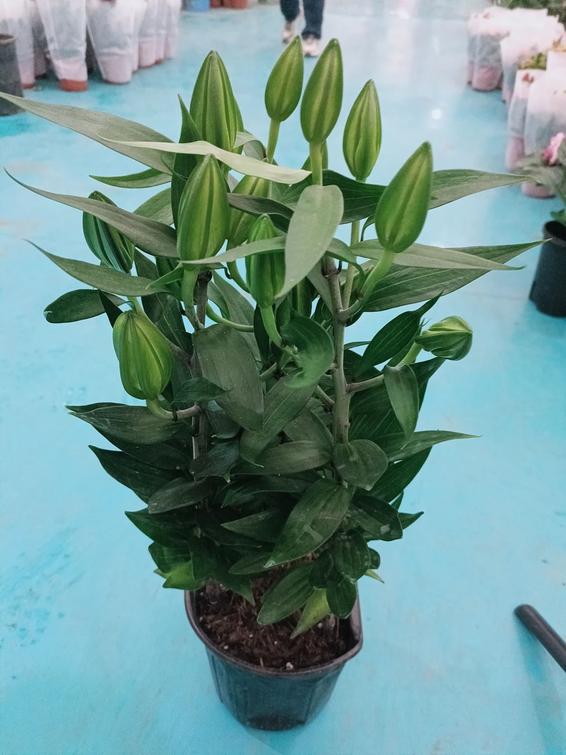 香水百合花种球盆栽室内四季可种植花卉
