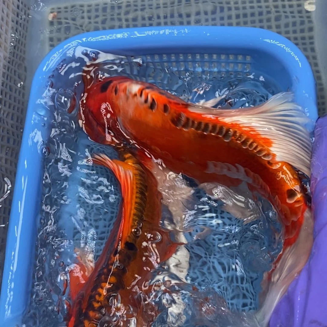 锦鲤冷水锦鲤包邮