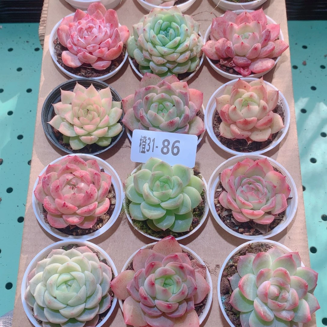 夏***风31-86一物一拍多肉带盆18颗