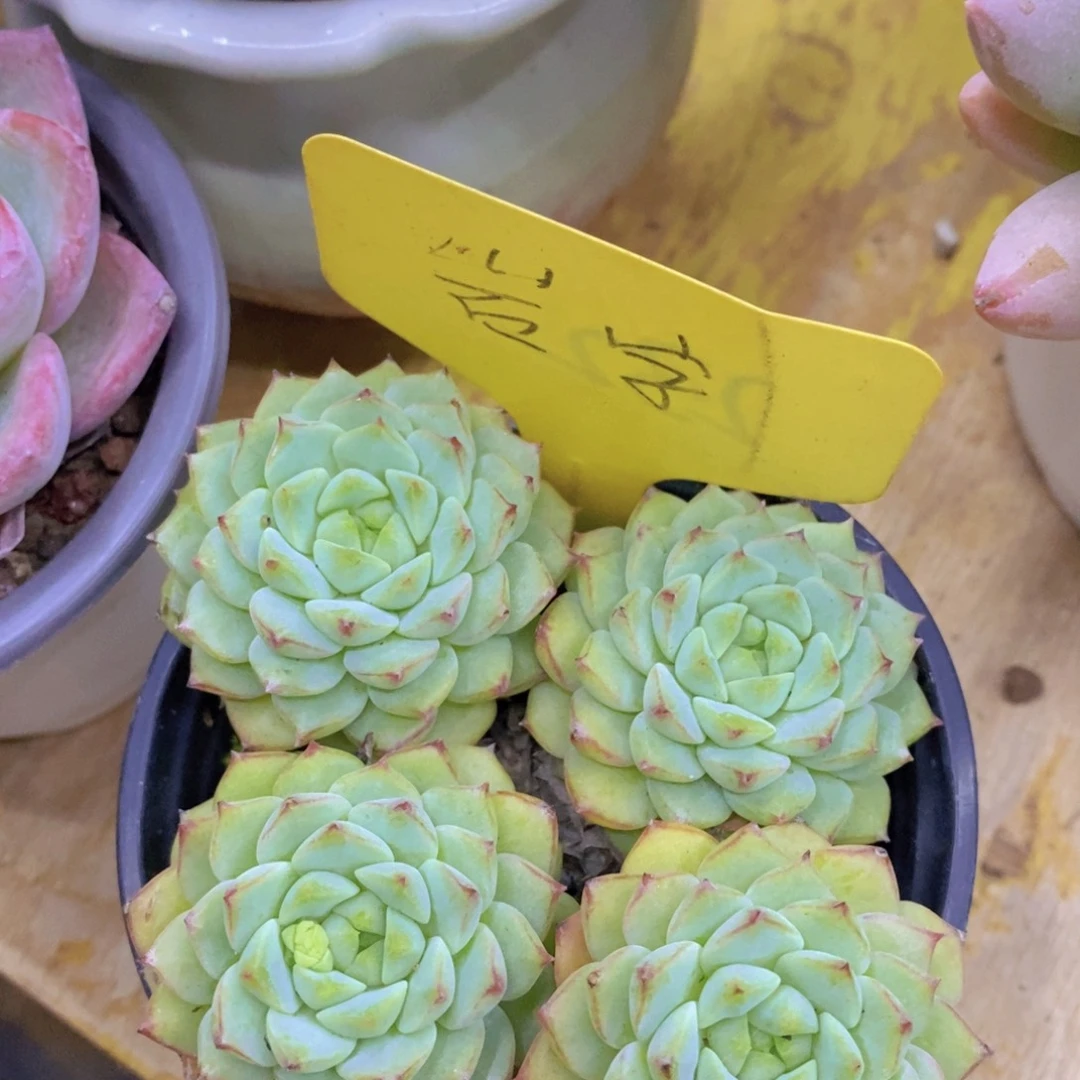 双十一晚间场，11.10