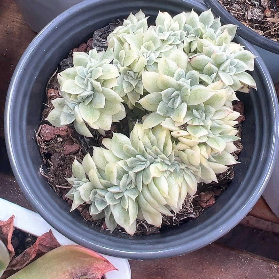 玉珠东云锦缀化 小方花圃一单包邮非偏远！
