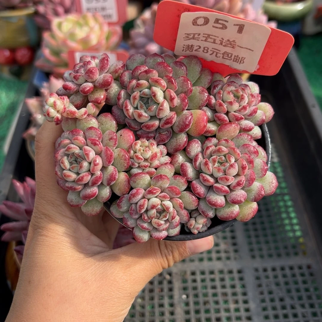 表妹精品多肉植物051.