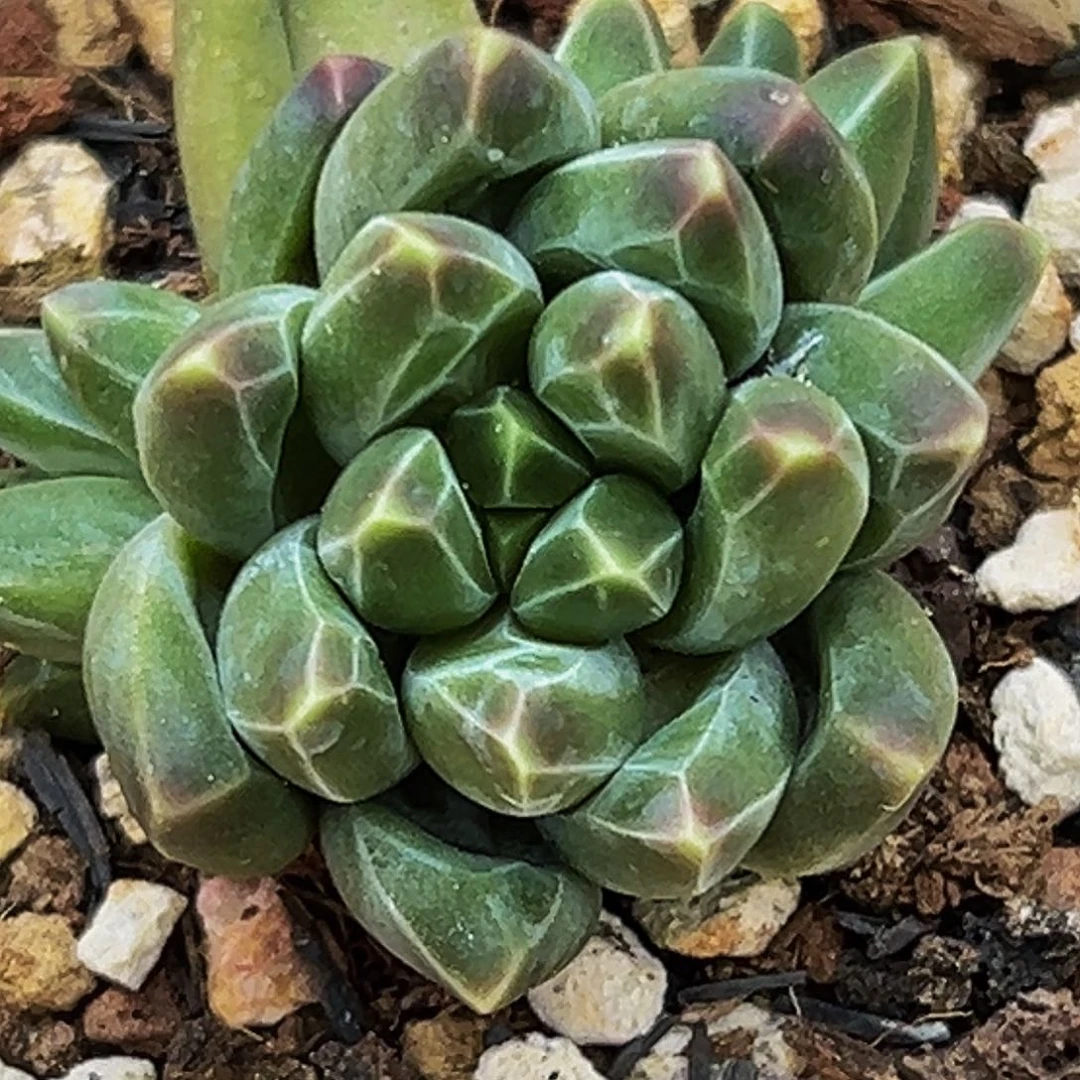 美人系列多肉植物