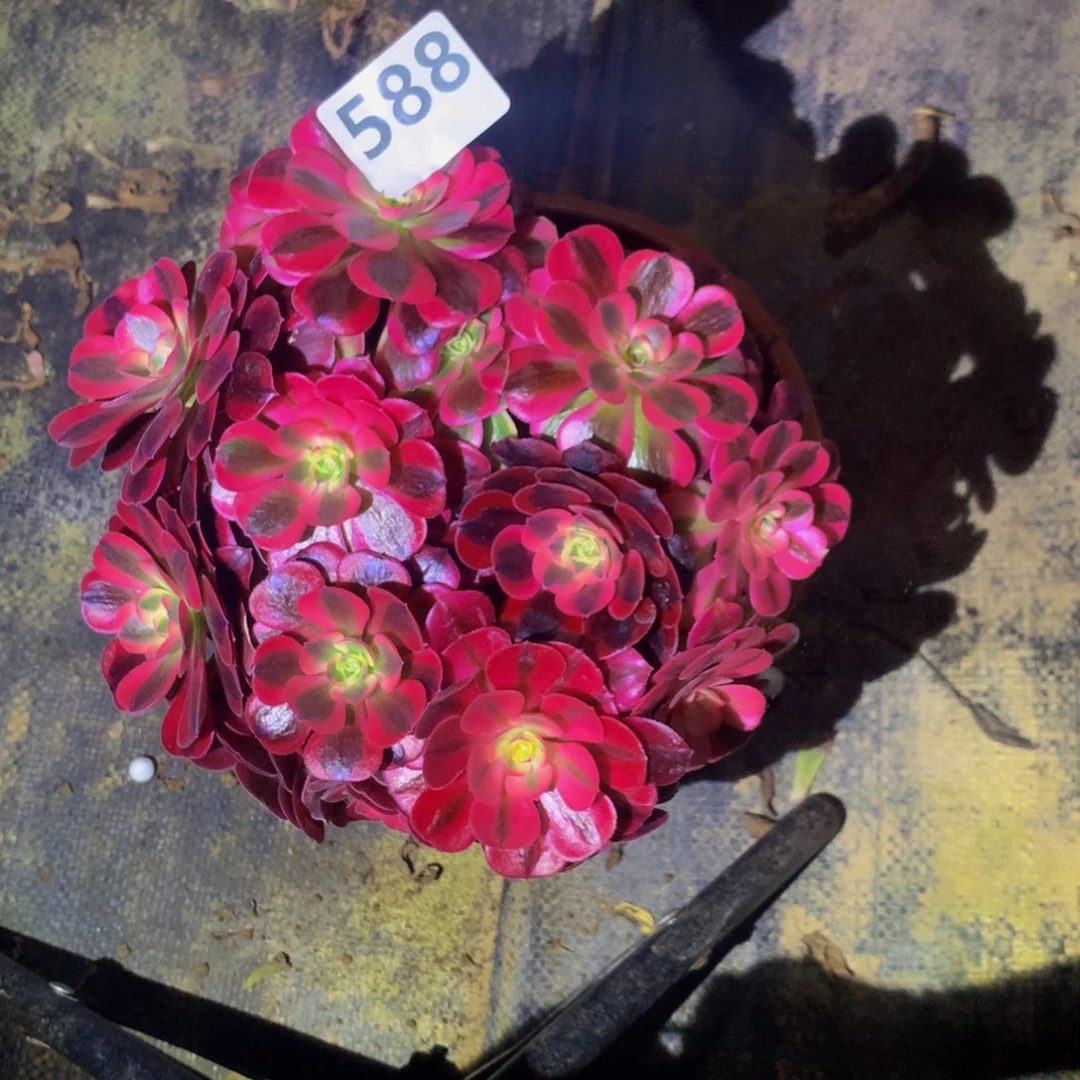 【闪购商品】四****司58800000000有断